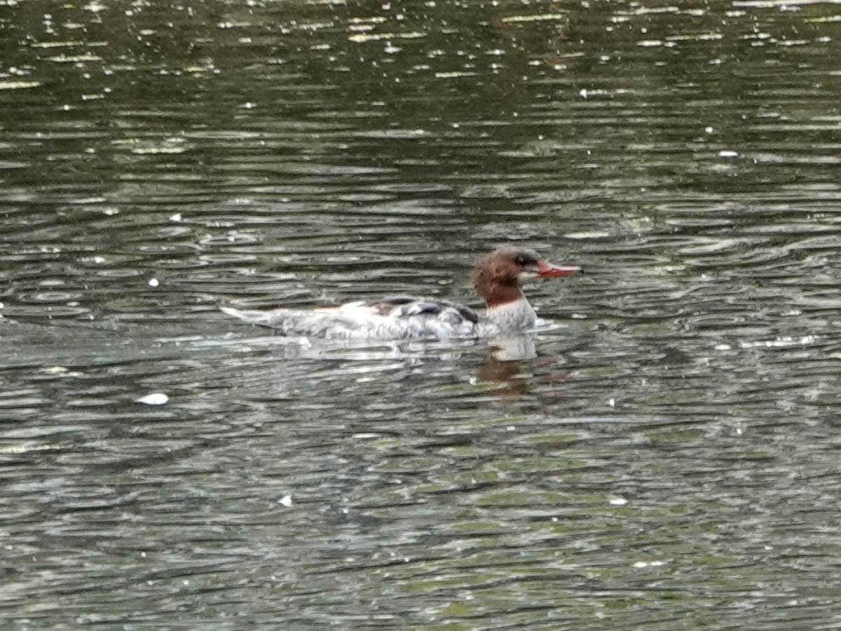 Common Merganser - ML638007651