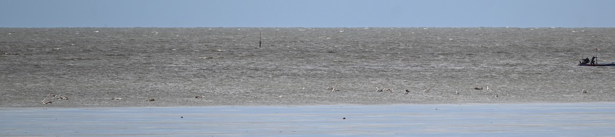 Spot-billed Pelican - ML638007678