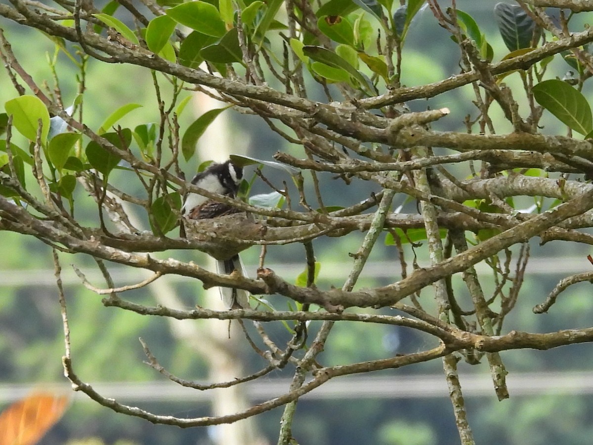 White-browed Fantail - ML638007732
