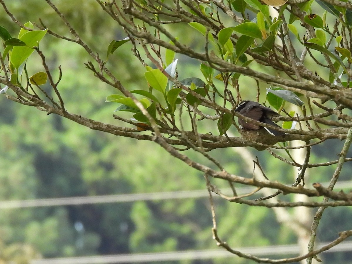 White-browed Fantail - ML638007733