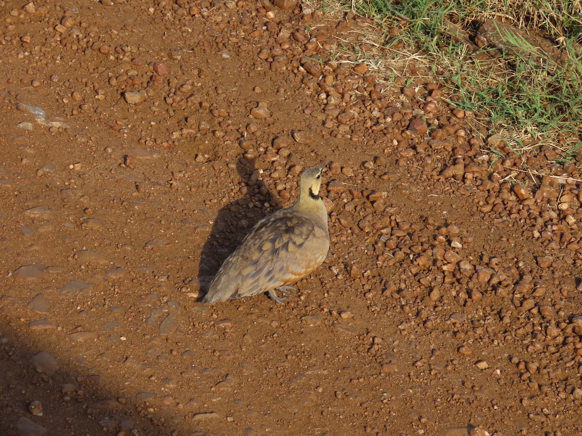 Yellow-throated Sandgrouse - ML638007734