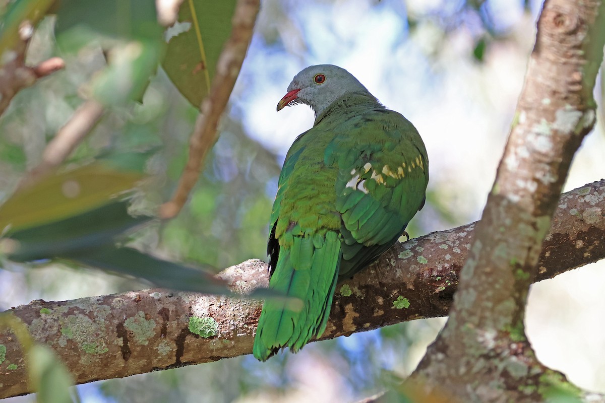 Wompoo Fruit-Dove - ML638007735