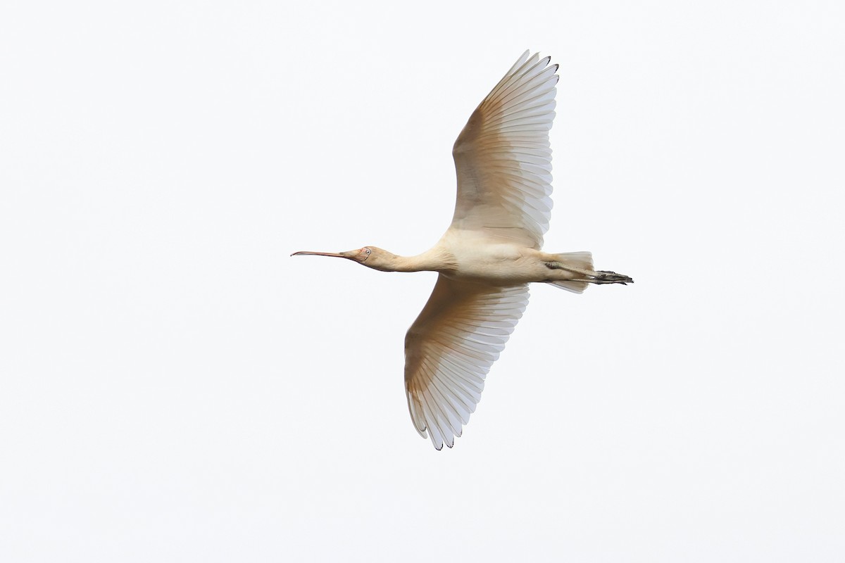 Yellow-billed Spoonbill - ML638007753