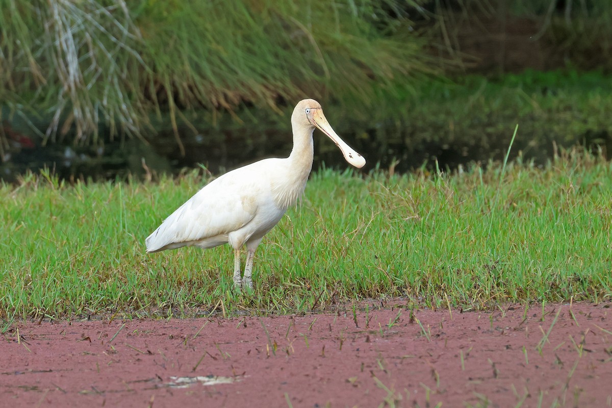 Yellow-billed Spoonbill - ML638007754