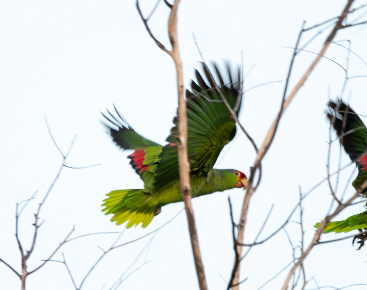 Red-lored Amazon - ML638007755