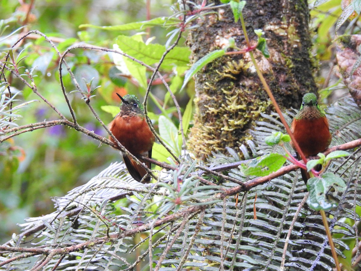 Chestnut-breasted Coronet - ML638007757
