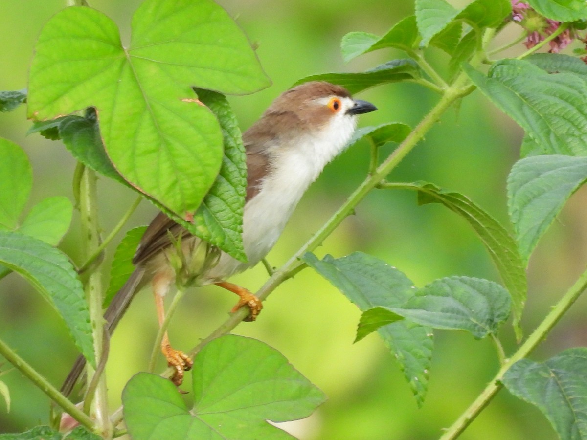 Yellow-eyed Babbler - ML638007763