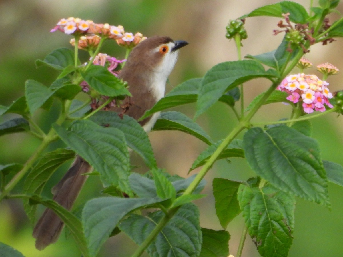 Yellow-eyed Babbler - ML638007766