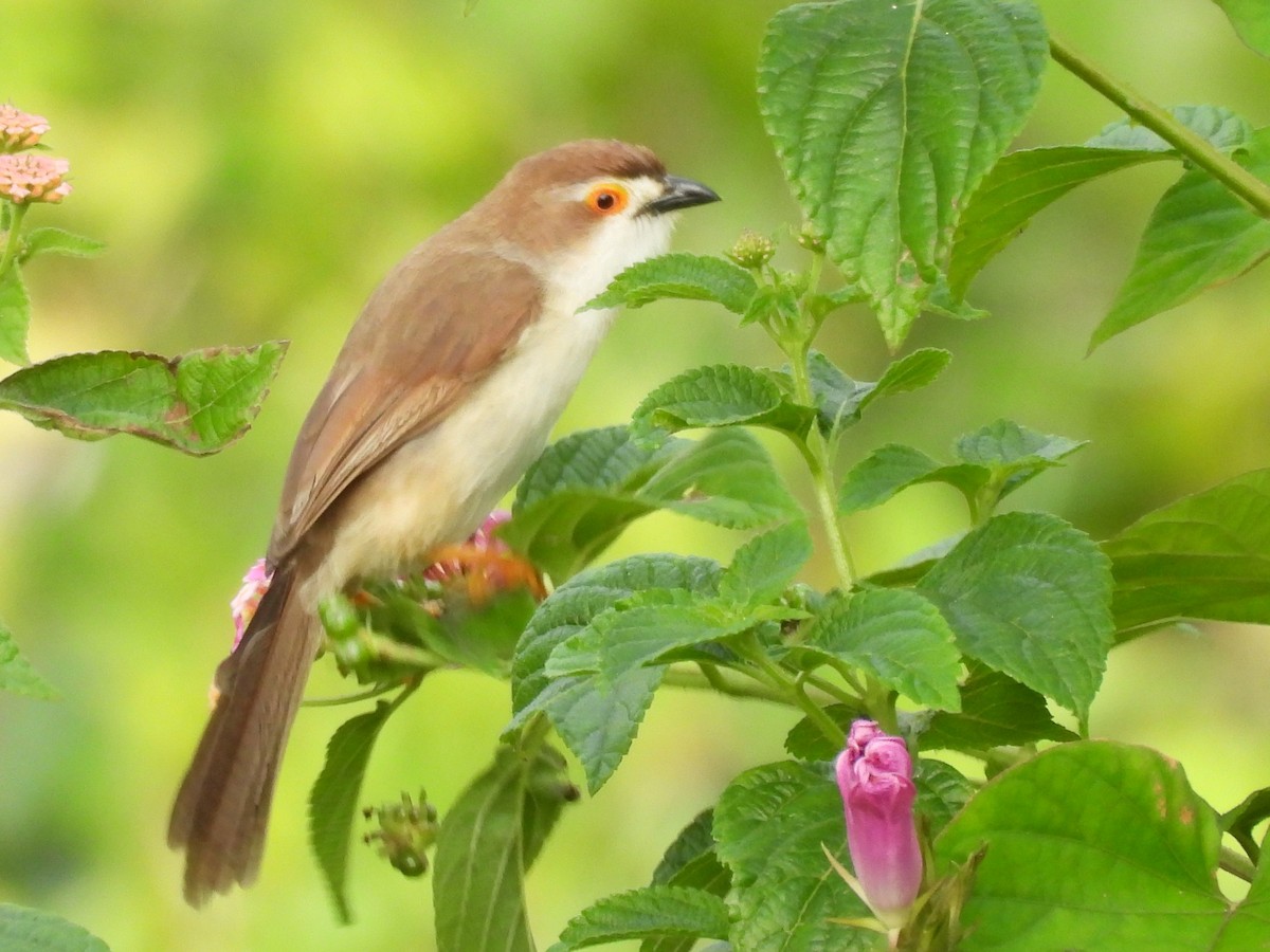 Yellow-eyed Babbler - ML638007767