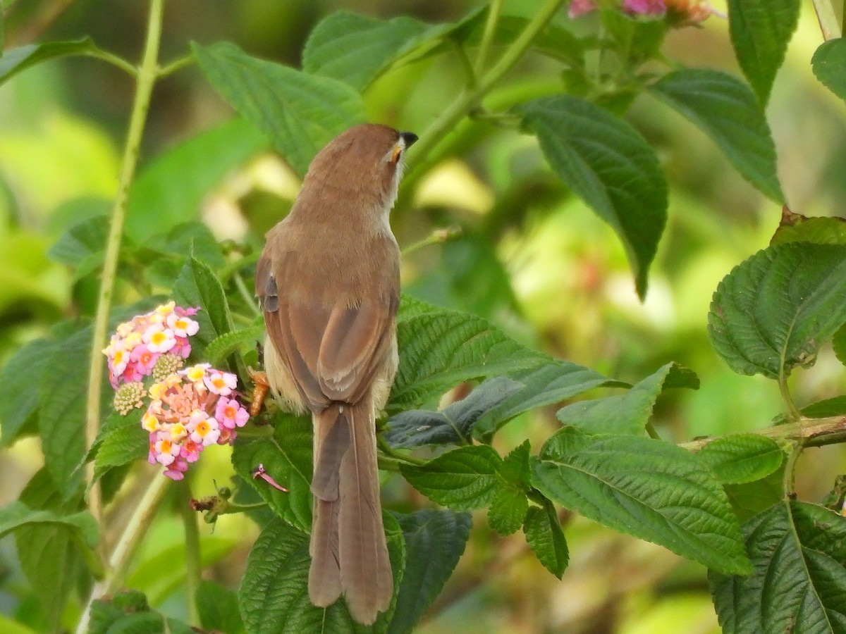 Yellow-eyed Babbler - ML638007769