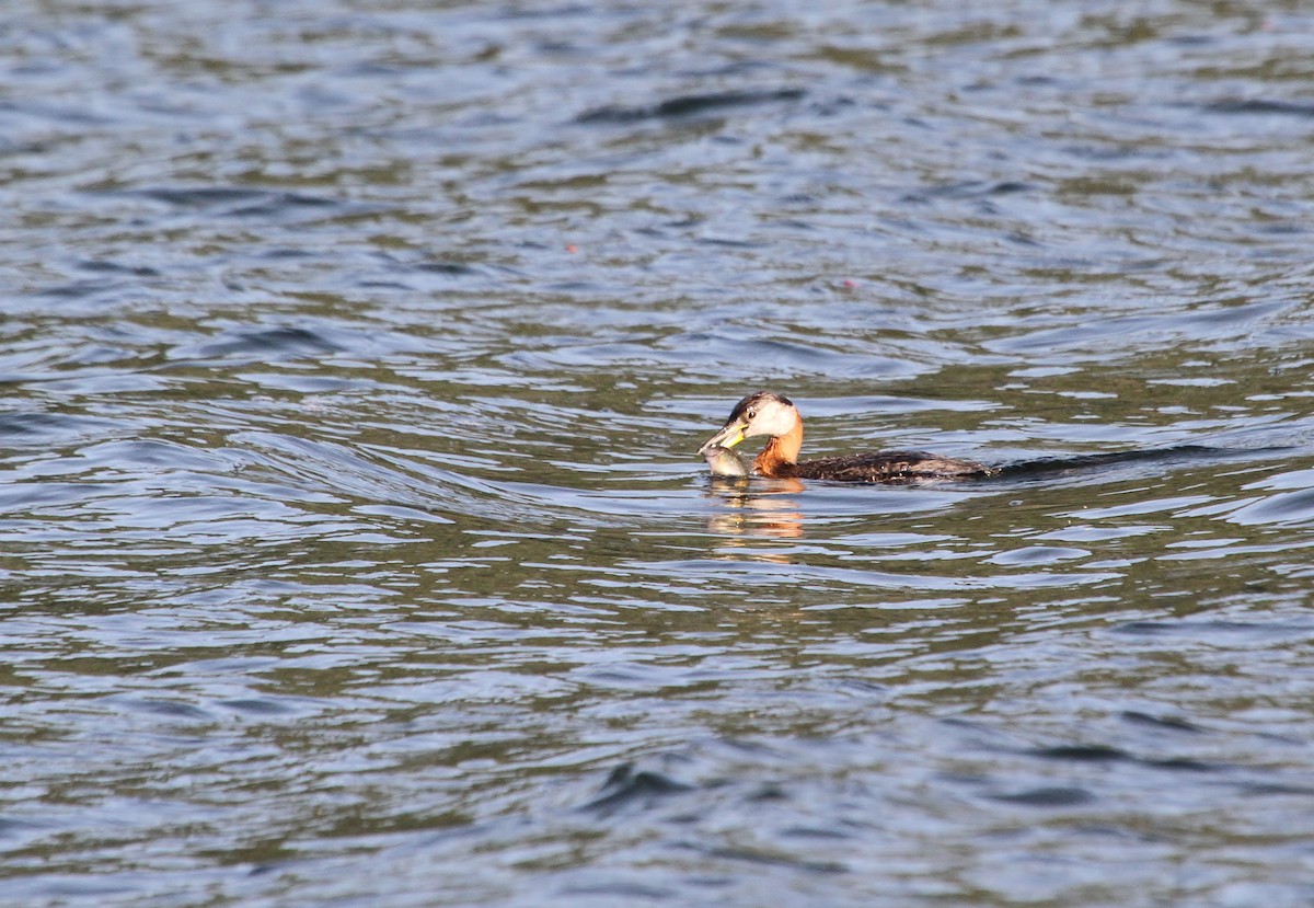 Red-necked Grebe - ML638007777