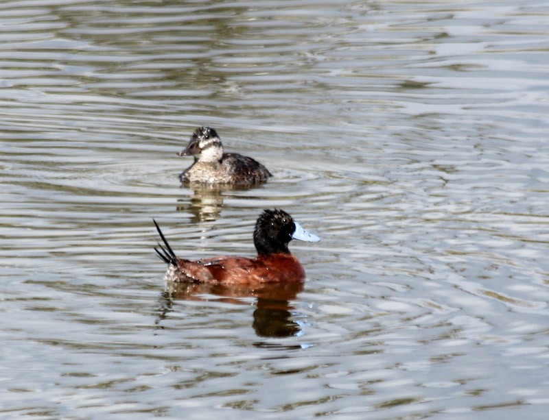 Lake Duck - ML638007782