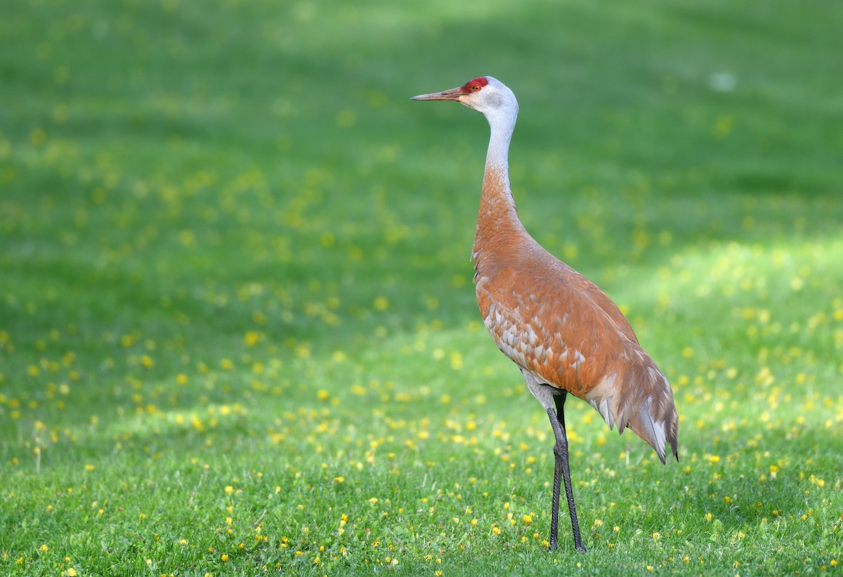 Sandhill Crane - ML638007796