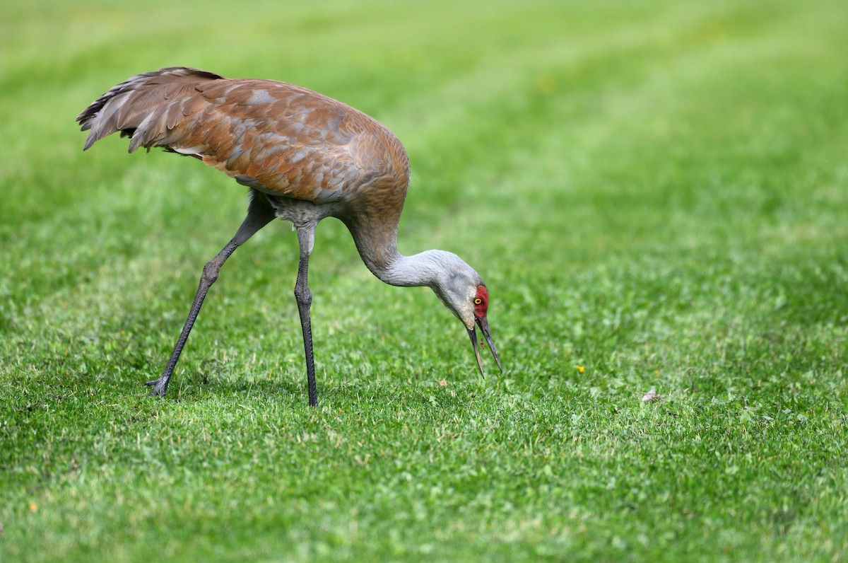 Sandhill Crane - ML638007797
