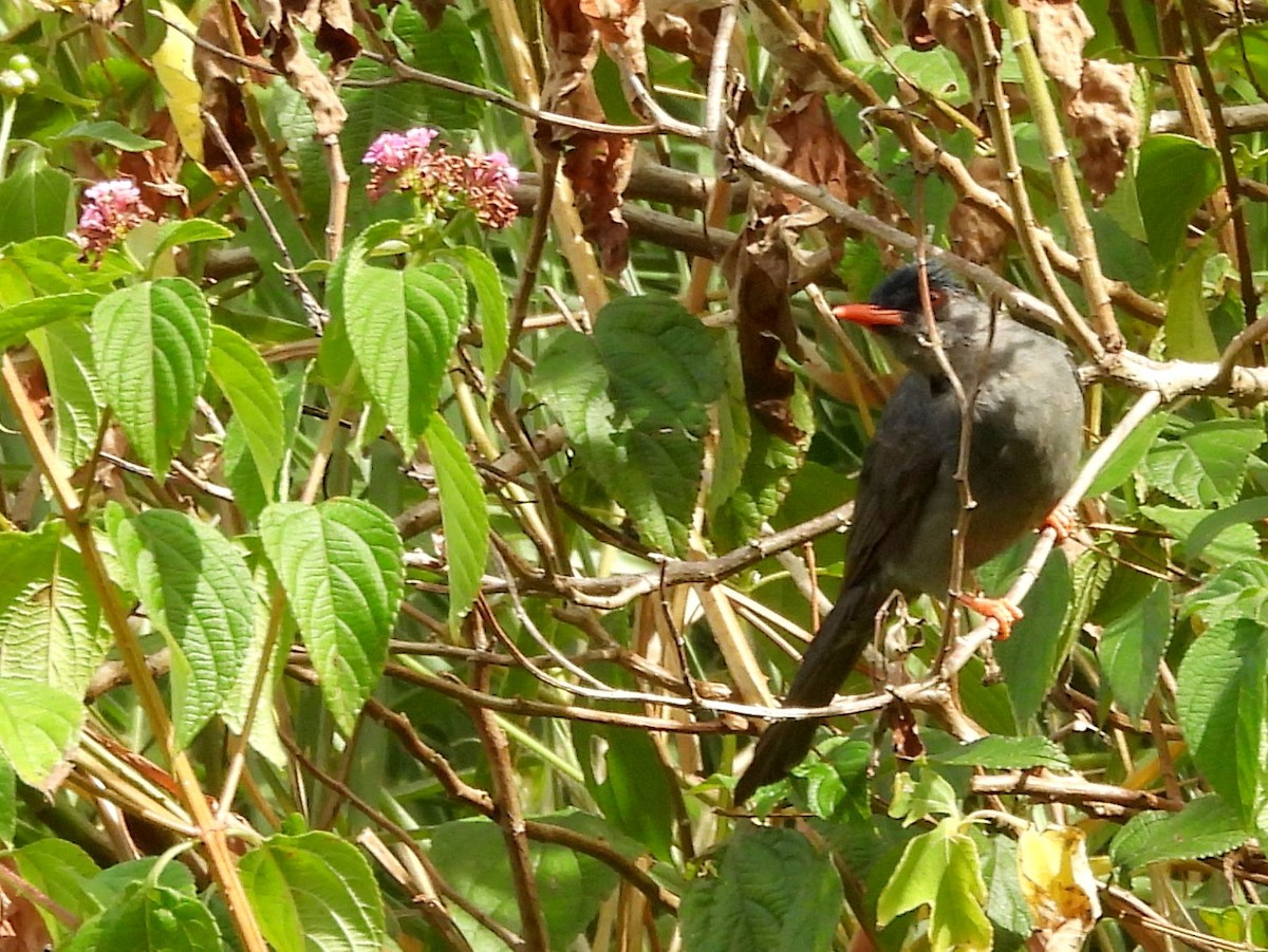 Square-tailed Bulbul - ML638007804