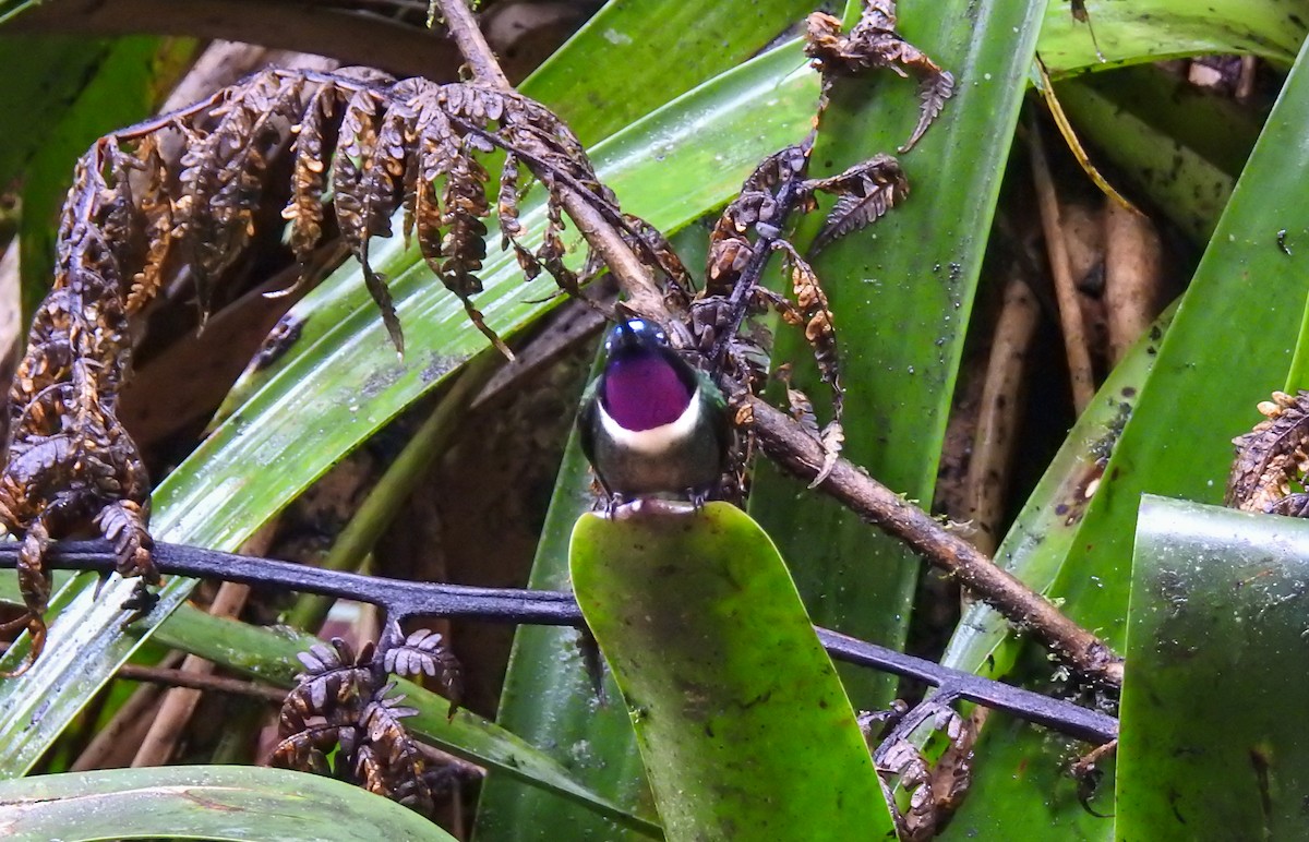 Amethyst-throated Sunangel - ML638007807