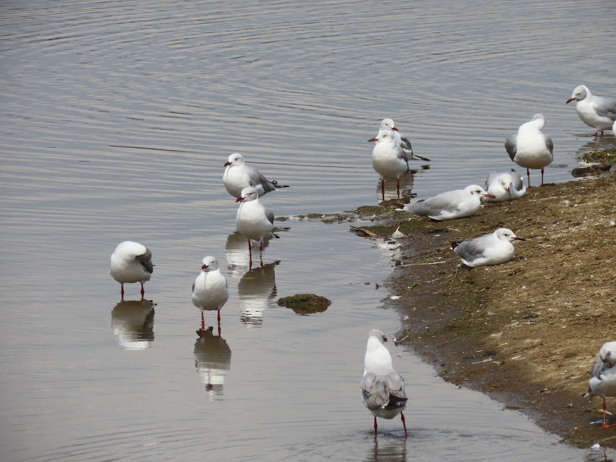 Gray-hooded Gull - ML638007812