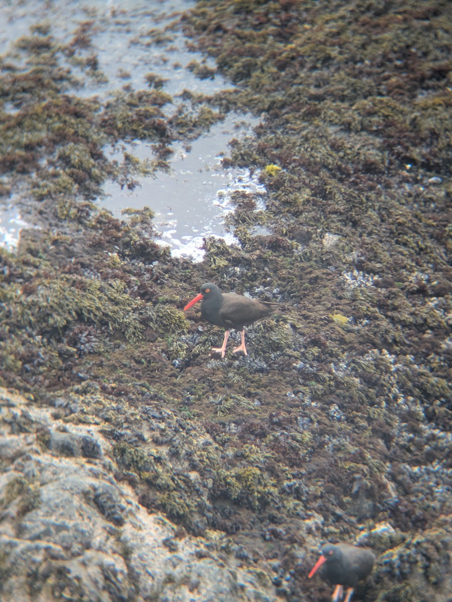 Black Oystercatcher - ML638007817