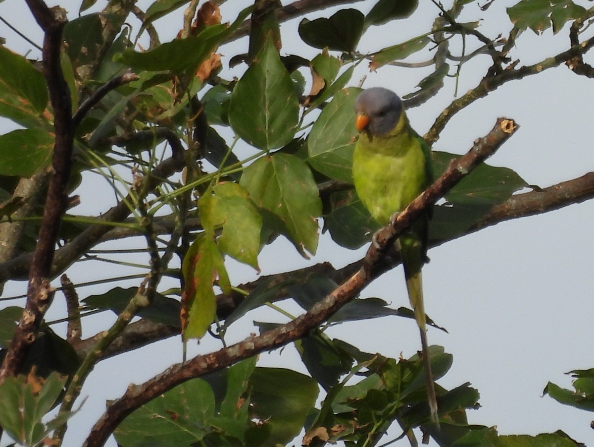 Layard's Parakeet - ML638007819