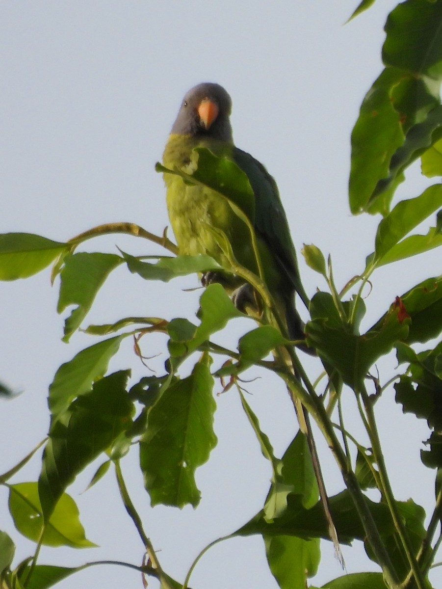 Plum-headed Parakeet - ML638007820