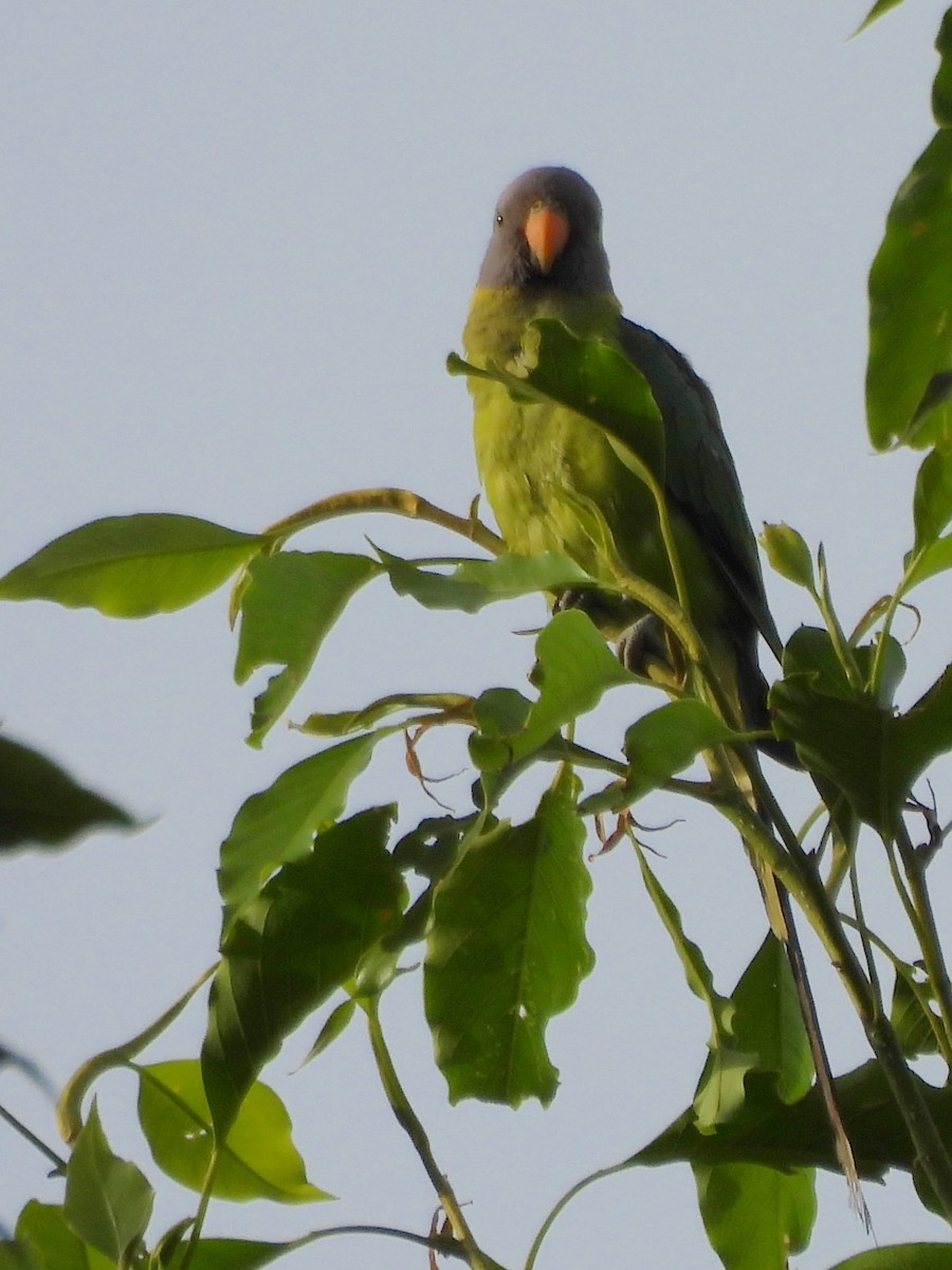 Plum-headed Parakeet - ML638007821