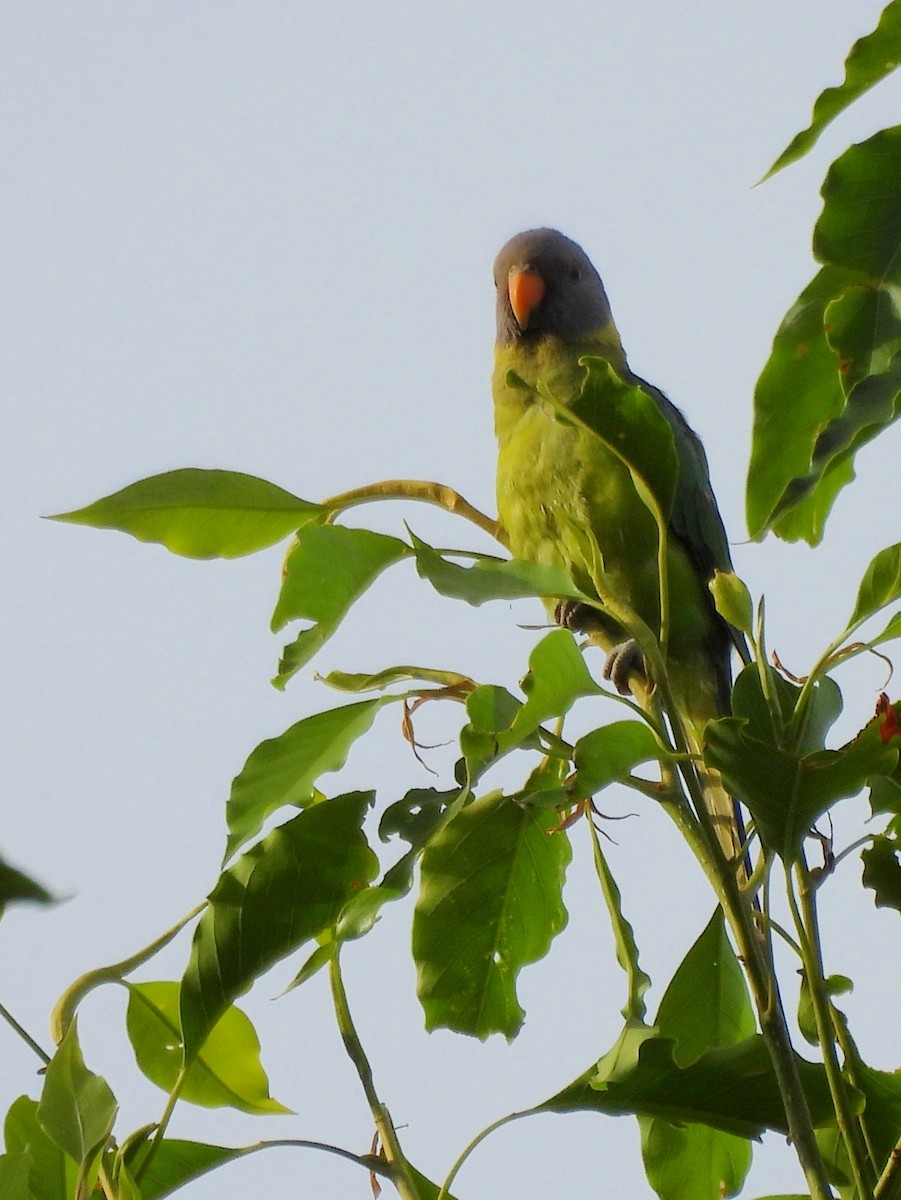Plum-headed Parakeet - ML638007822