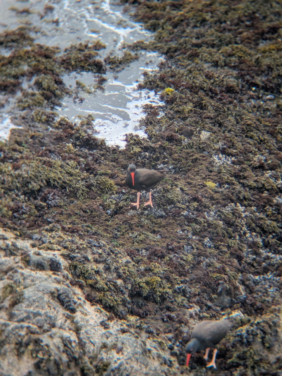 Black Oystercatcher - ML638007824