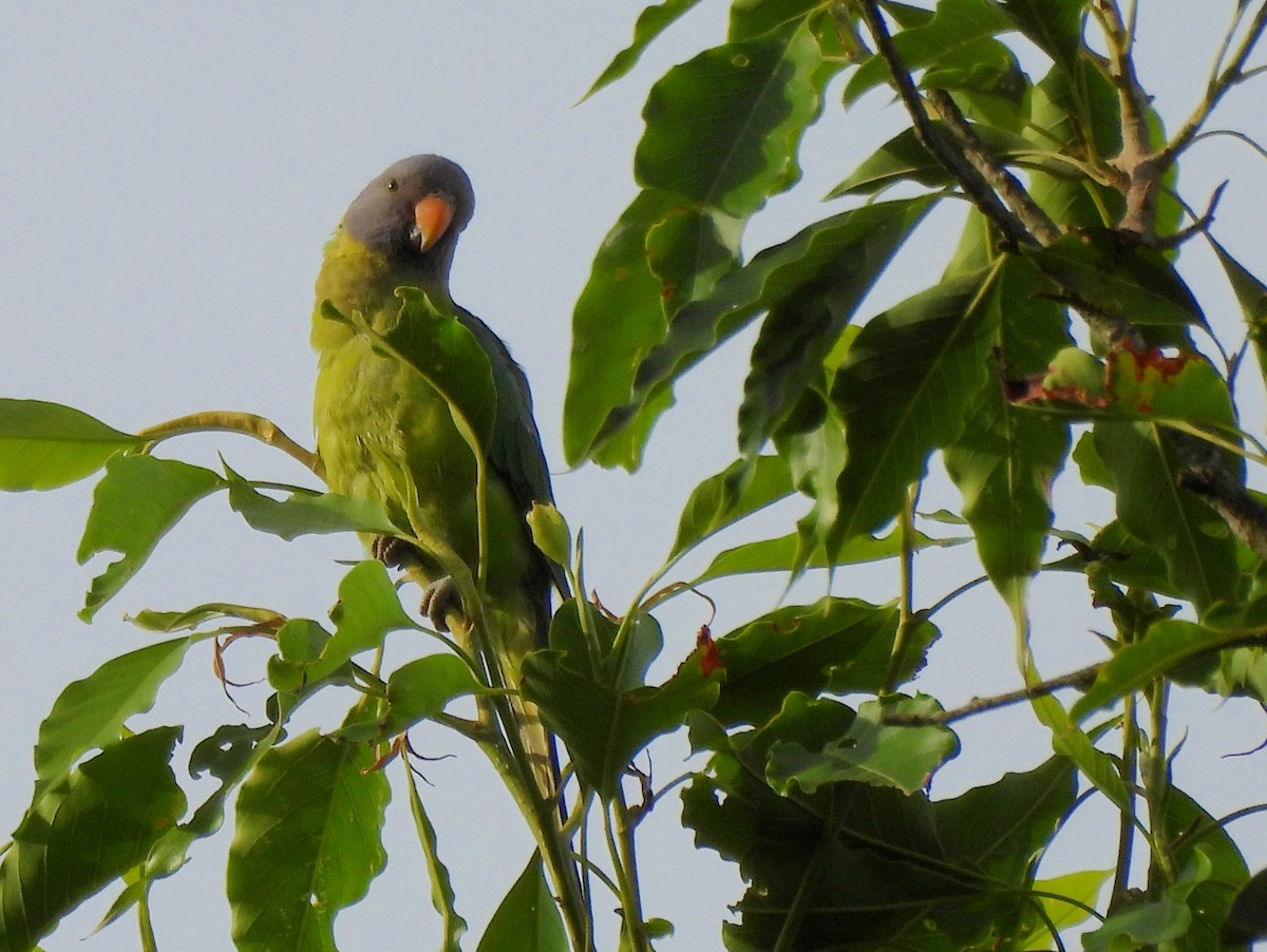 Plum-headed Parakeet - ML638007825