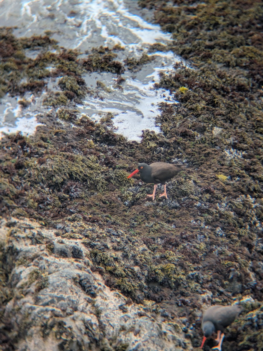 Black Oystercatcher - ML638007826