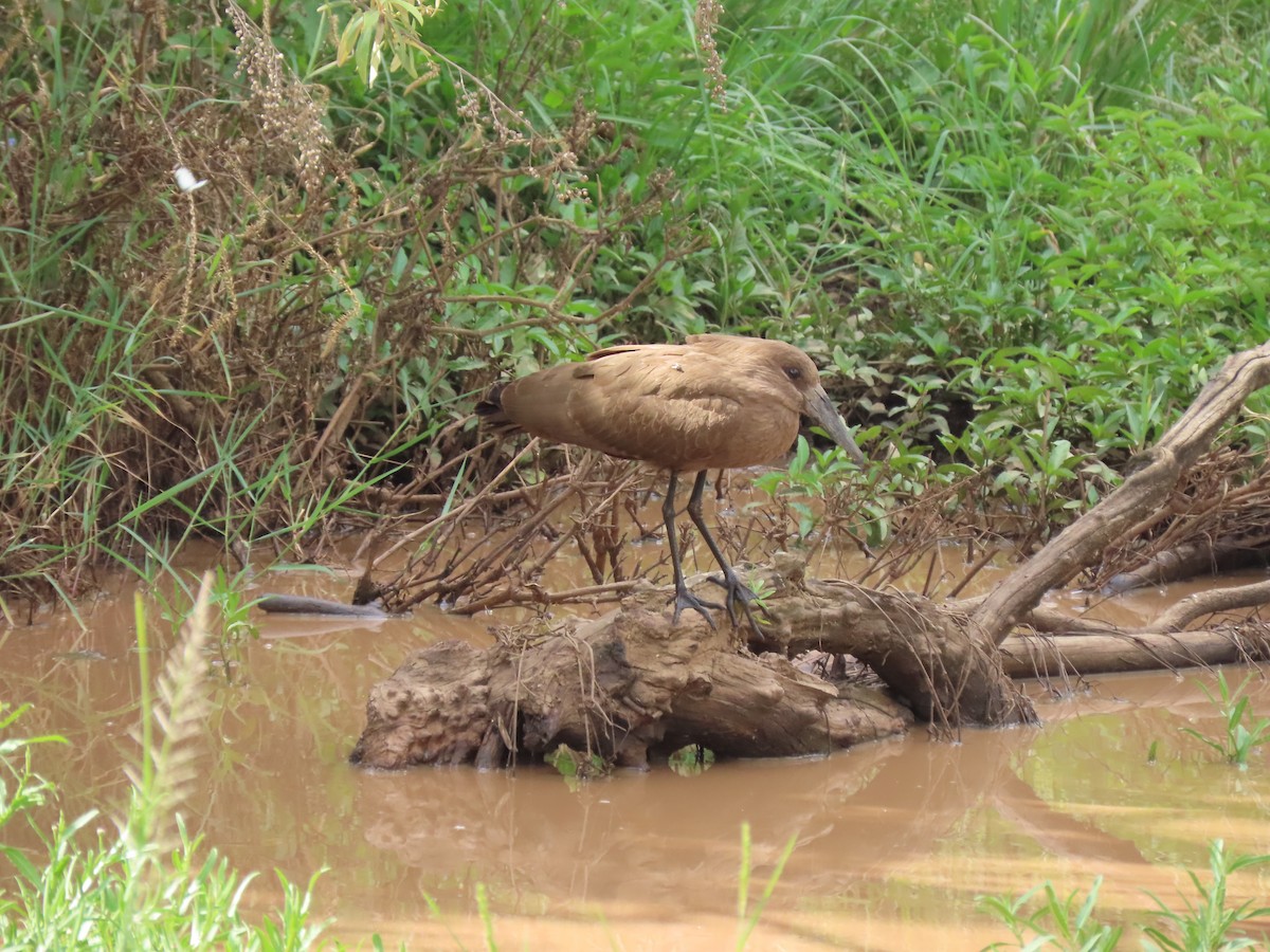Hamerkop - ML638007834