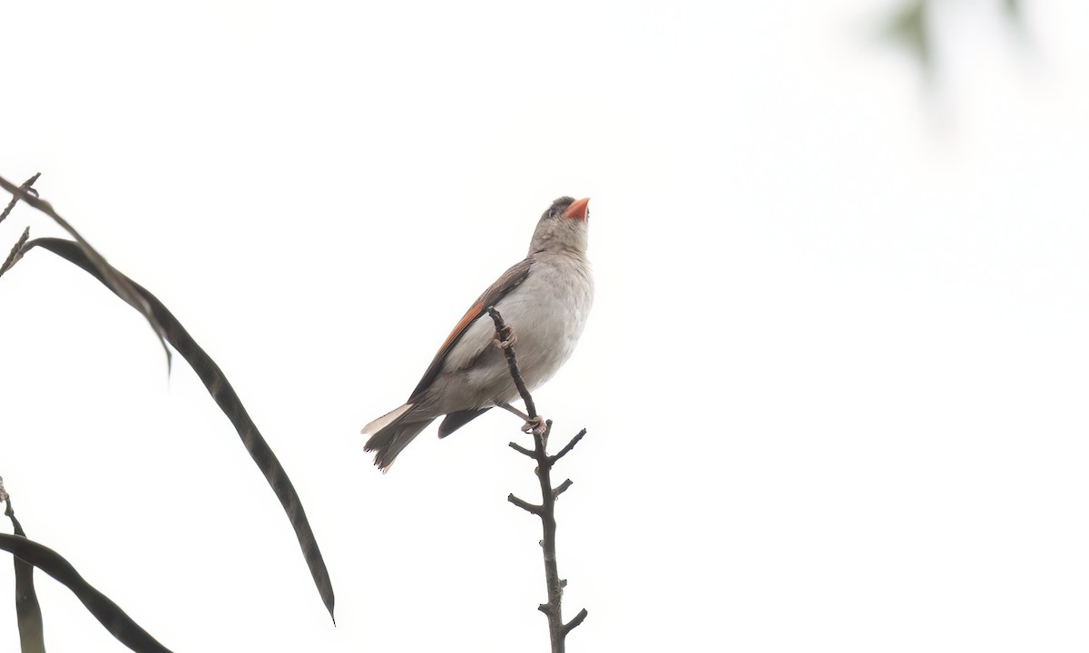 Red-headed Weaver - ML638007846
