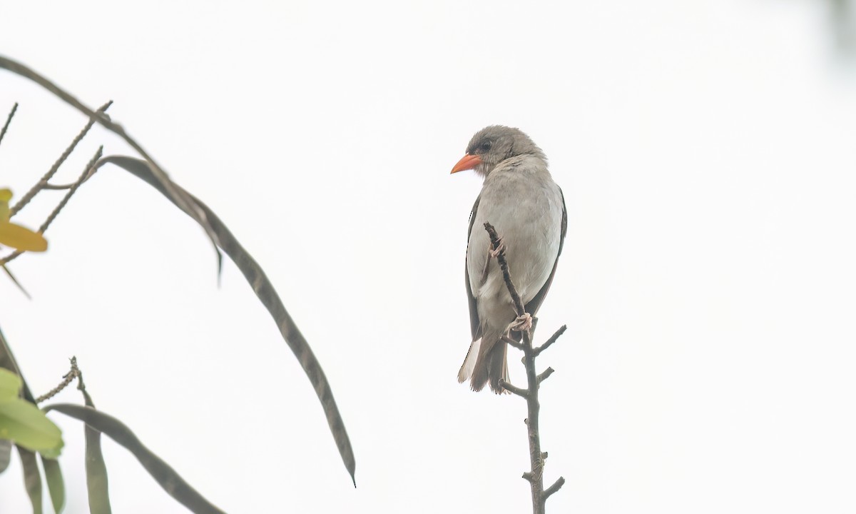 Red-headed Weaver - ML638007847