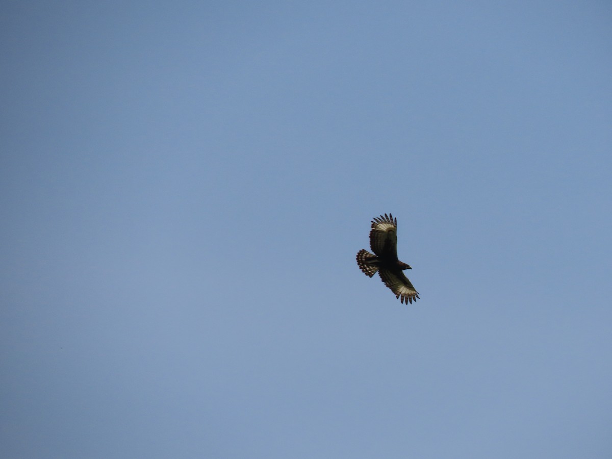 Long-crested Eagle - ML638007848