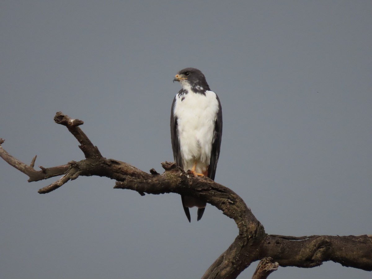 Augur Buzzard - ML638007853