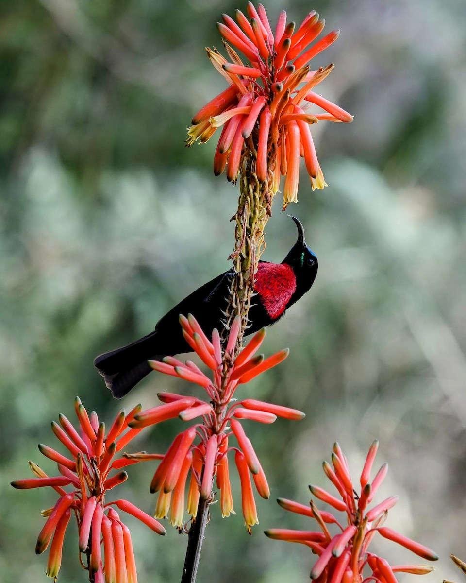 Scarlet-chested Sunbird - ML638007857