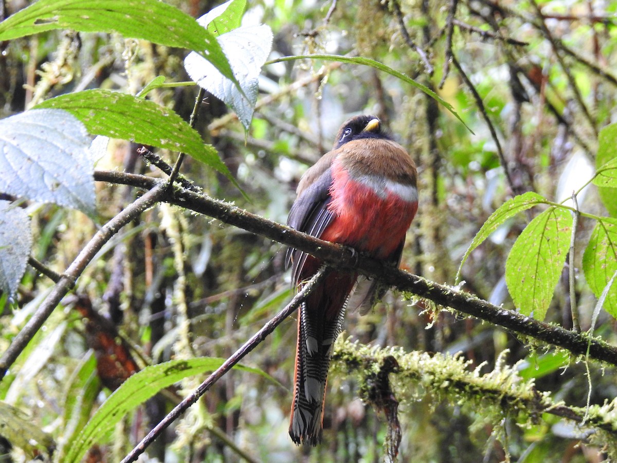 Masked Trogon - ML638007870