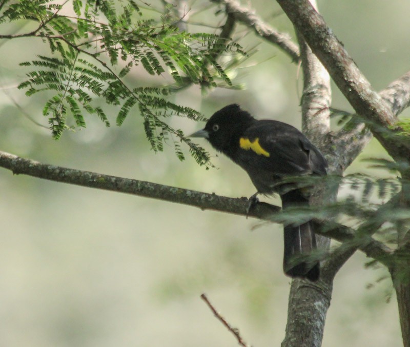 Golden-winged Cacique - ML638007871