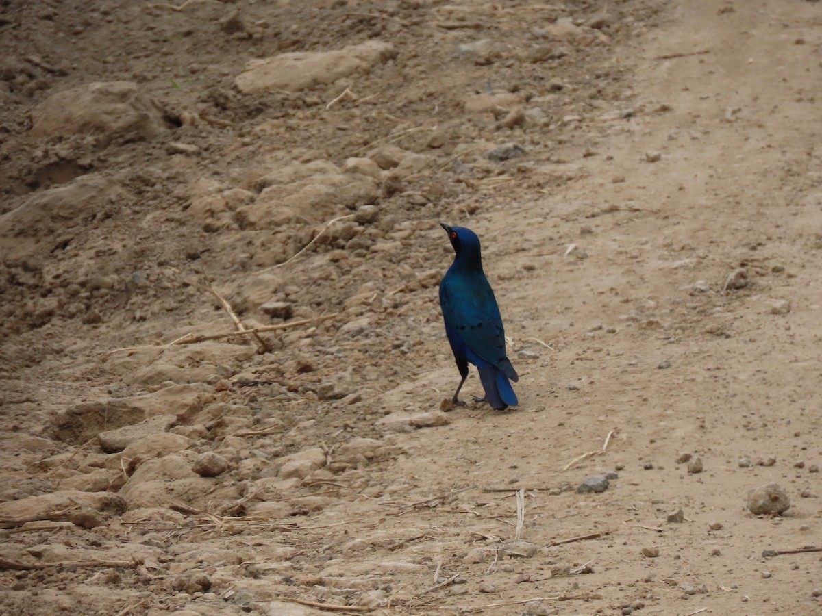 Greater Blue-eared Starling - ML638007879