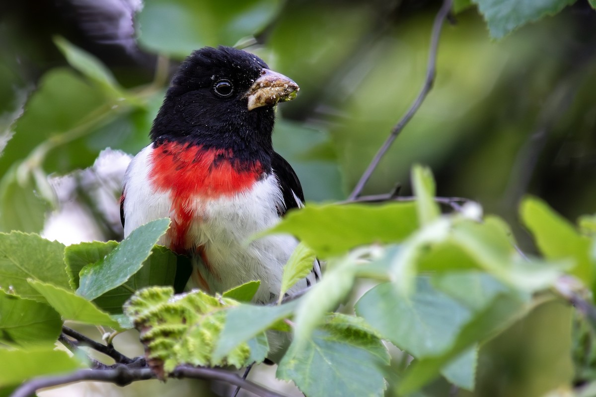 Rose-breasted Grosbeak - ML638007880
