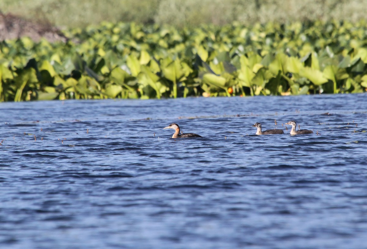 Red-necked Grebe - ML638007889
