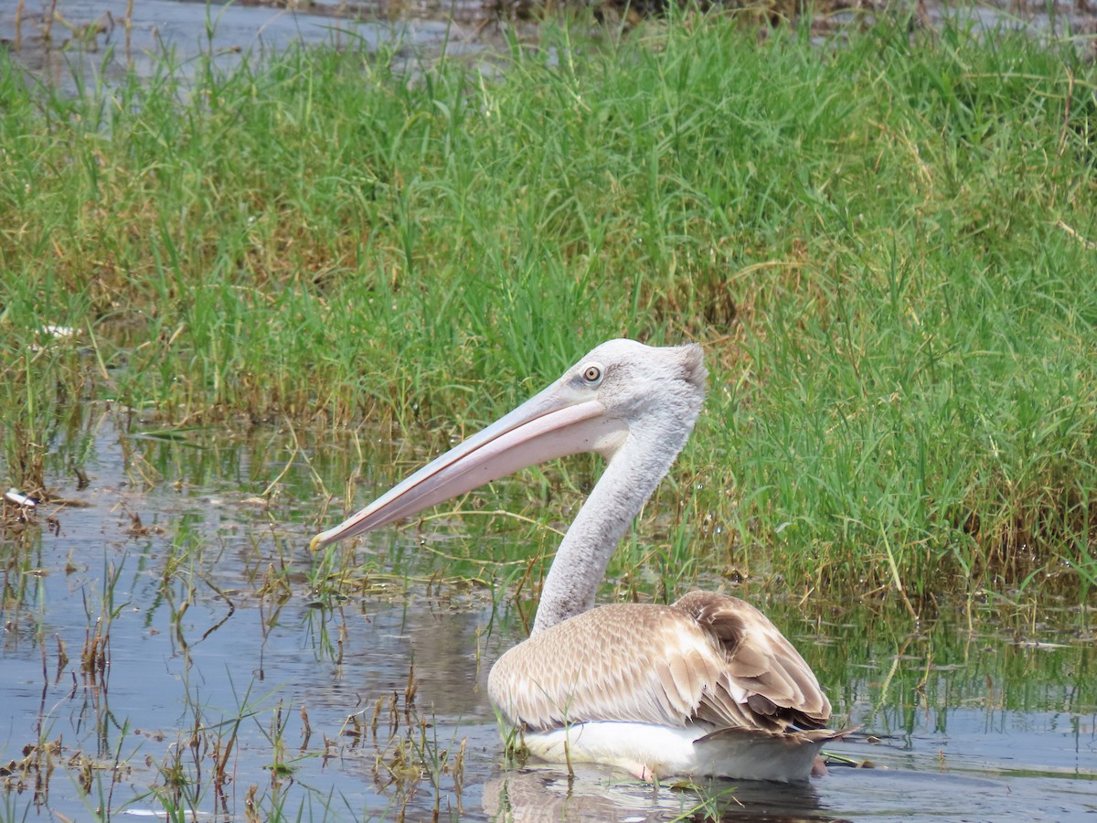 Pink-backed Pelican - ML638007893