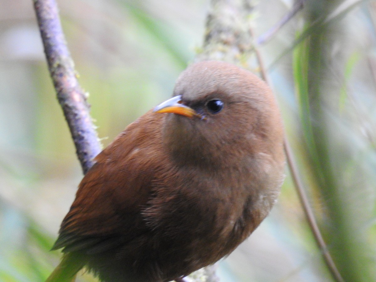 Rufous Wren - ML638007902