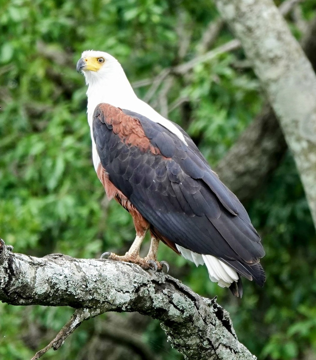 African Fish-Eagle - ML638007905