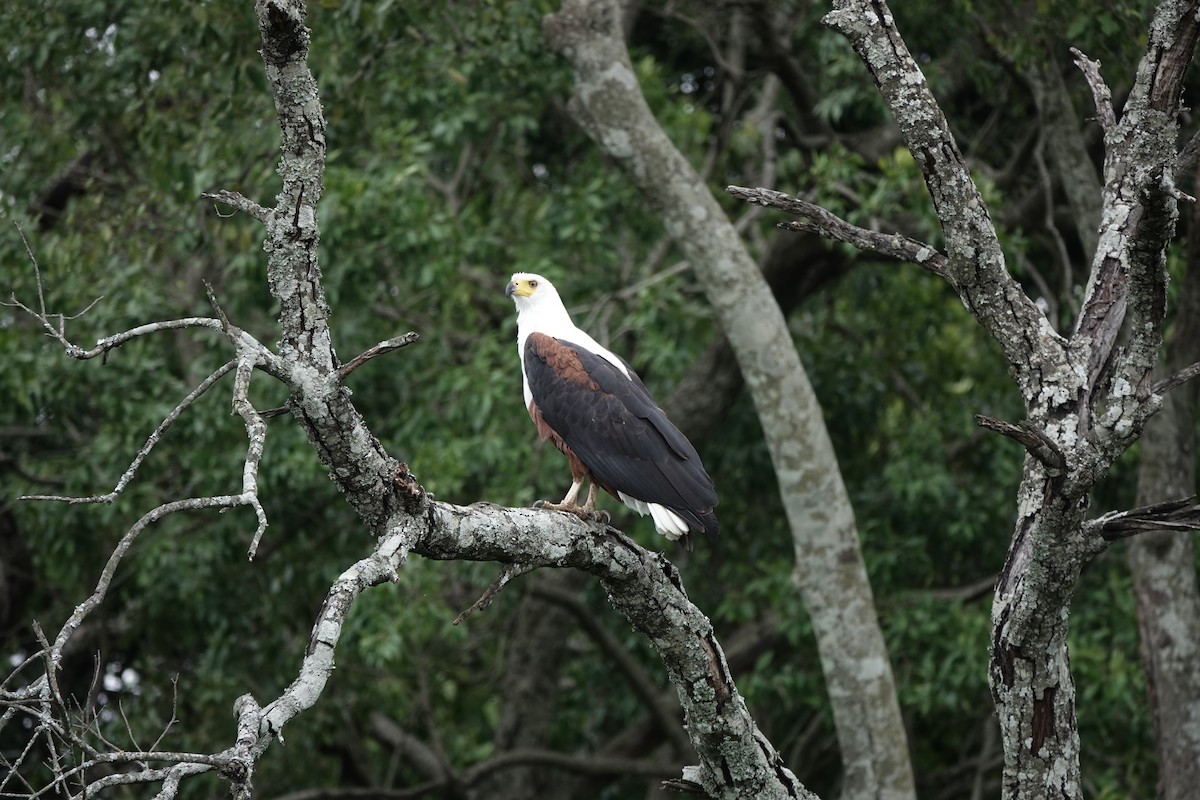 African Fish-Eagle - ML638007906