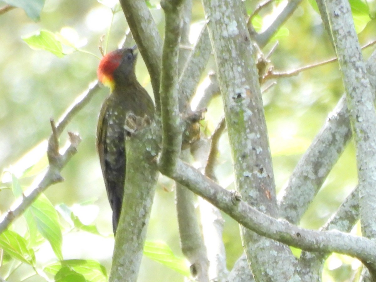 Lesser Yellownape - ML638007922