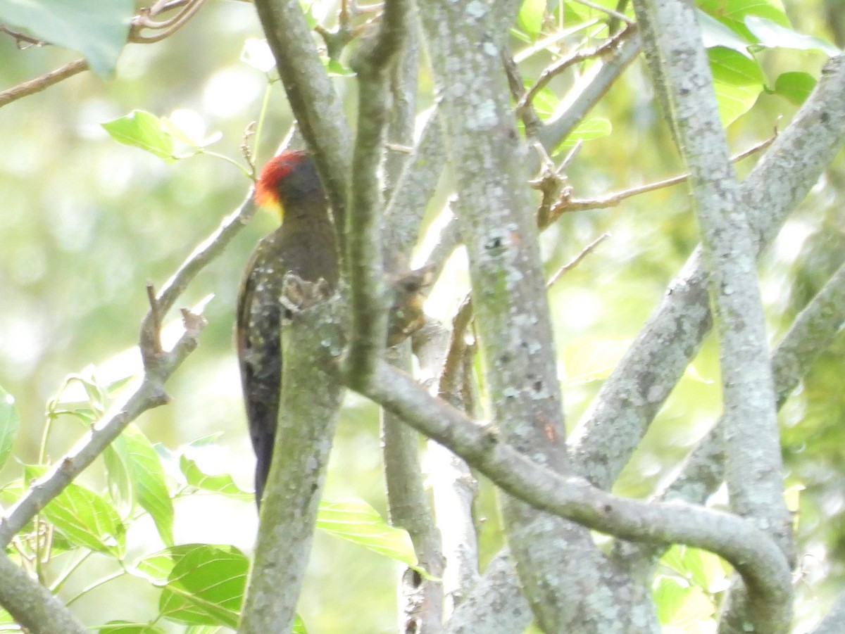 Lesser Yellownape - ML638007926
