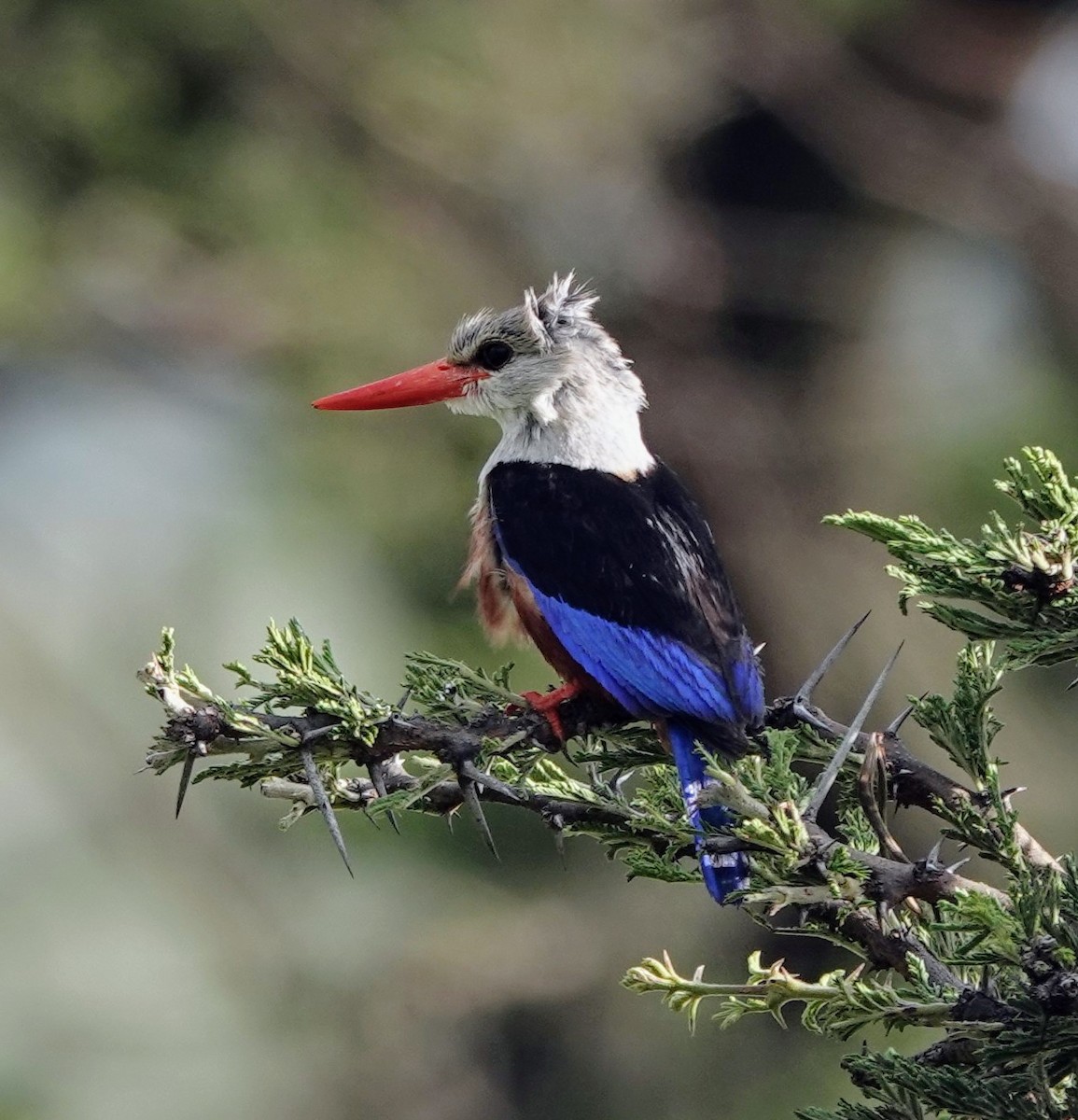 Gray-headed Kingfisher - ML638007927