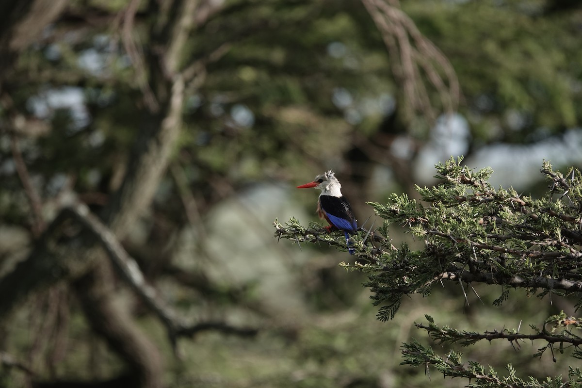 Gray-headed Kingfisher - ML638007928