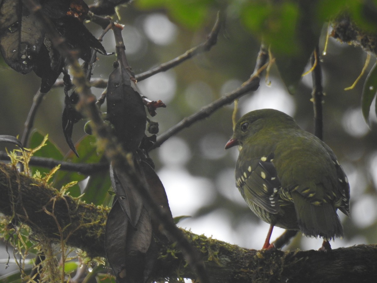 Barred Fruiteater - ML638007932