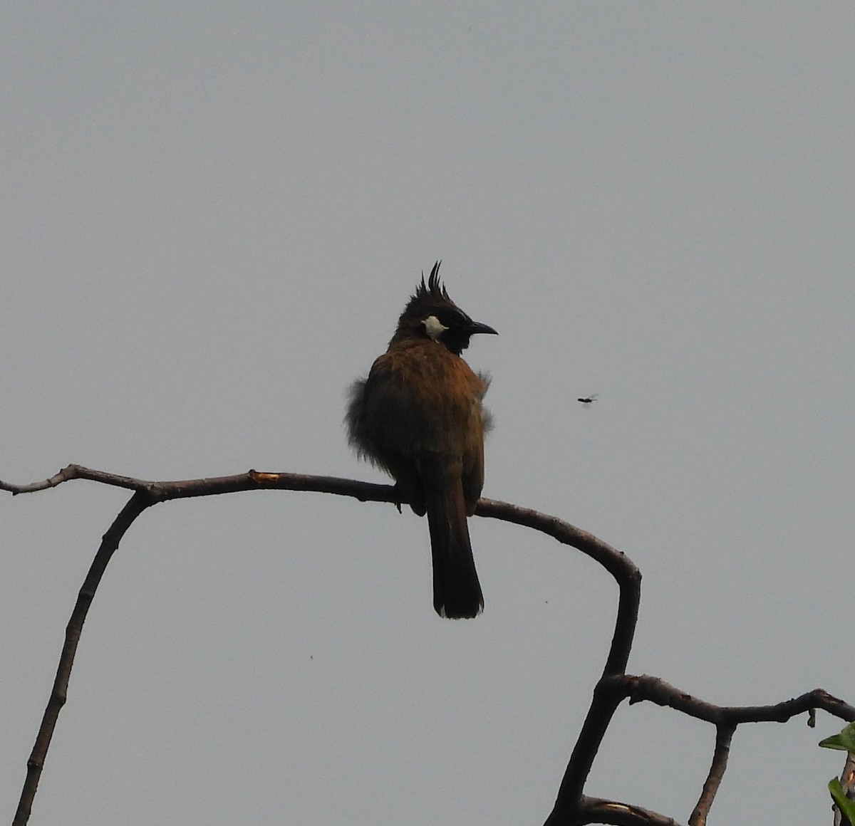 Himalayan Bulbul - ML638007939